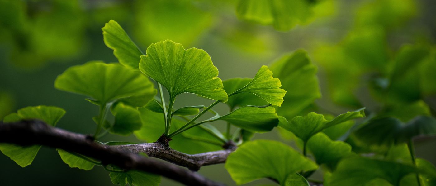 Donate – Muslim Welfare Association